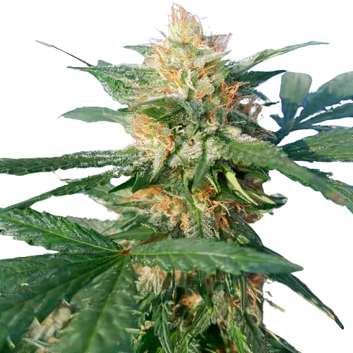 Pluto Kush Cannabissamen-Verpackung — Royal King Seeds Deutschland
