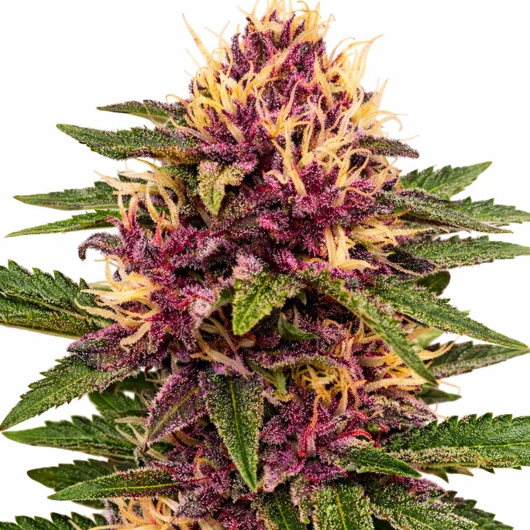Pokie Cannabissamen-Verpackung — Royal King Seeds Deutschland