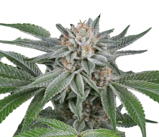 Popcorn Kush Cannabissamen-Verpackung — Royal King Seeds Deutschland