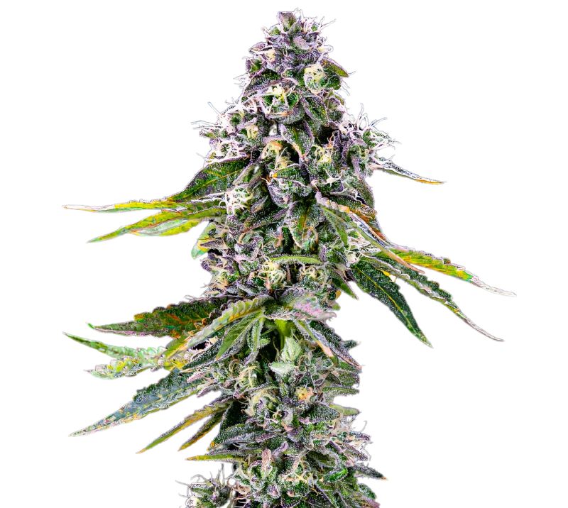 Pot of Gold Cannabissamen-Verpackung — Royal King Seeds Deutschland