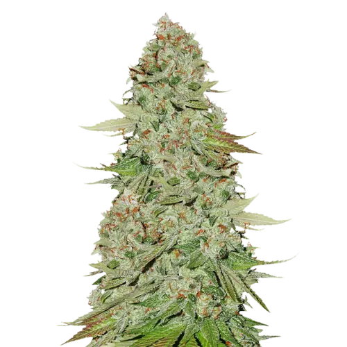Power Kush Cannabissamen-Verpackung — Royal King Seeds Deutschland