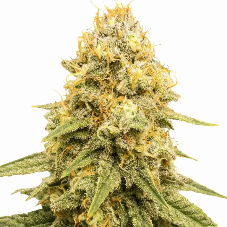 Power Plant Cannabissamen-Verpackung — Royal King Seeds Deutschland