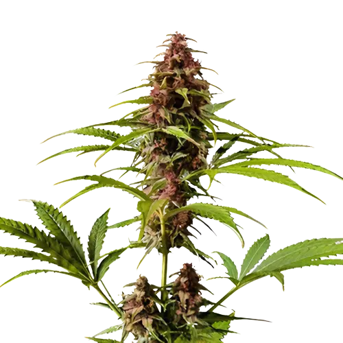 Pre-98 Bubba Kush Cannabissamen-Verpackung — Royal King Seeds Deutschland