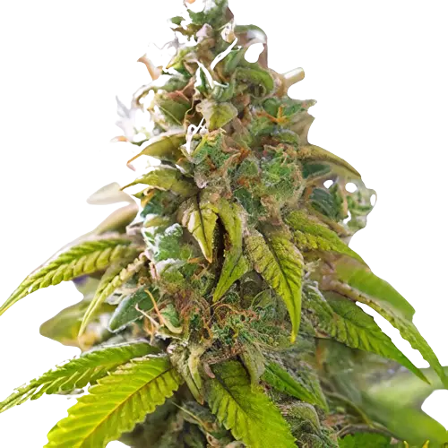 Primus Cannabissamen-Verpackung — Royal King Seeds Deutschland