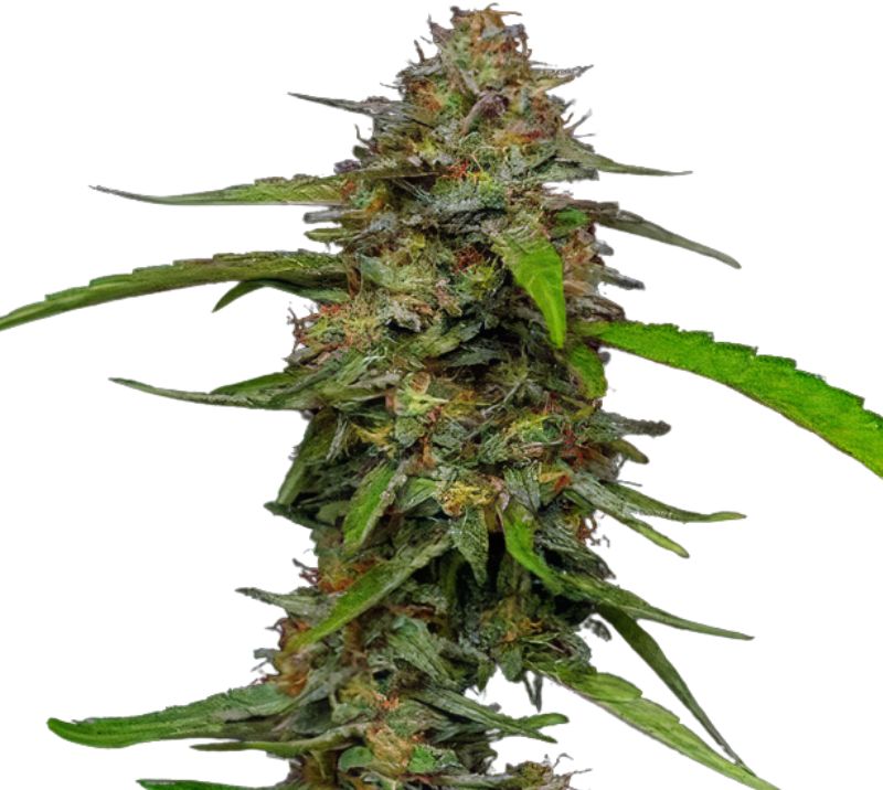 Puna Budder Cannabissamen-Verpackung — Royal King Seeds Deutschland