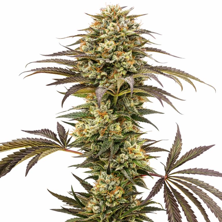Pure Afghan Cannabissamen-Verpackung — Royal King Seeds Deutschland