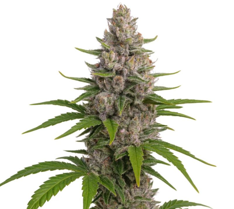 Pure Kush Cannabissamen-Verpackung — Royal King Seeds Deutschland