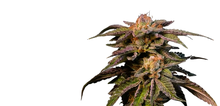 Pure Love Cannabissamen-Verpackung — Royal King Seeds Deutschland