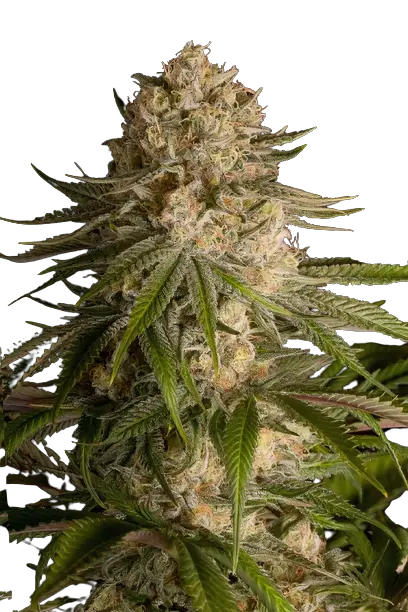Pure OG Cannabissamen-Verpackung — Royal King Seeds Deutschland