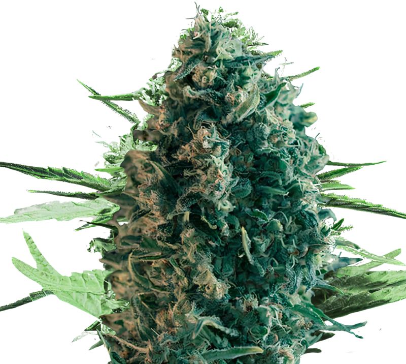 Pure Power Plant Cannabissamen-Verpackung — Royal King Seeds Deutschland