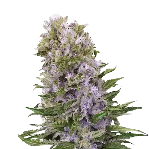 Purple Alien OG Cannabissamen-Verpackung — Royal King Seeds Deutschland
