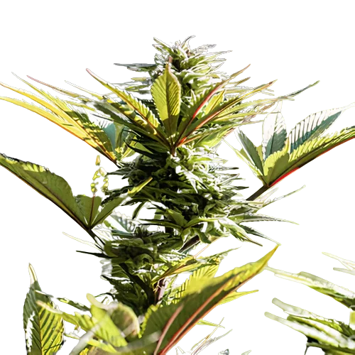 Purple Arrow Cannabissamen-Verpackung — Royal King Seeds Deutschland
