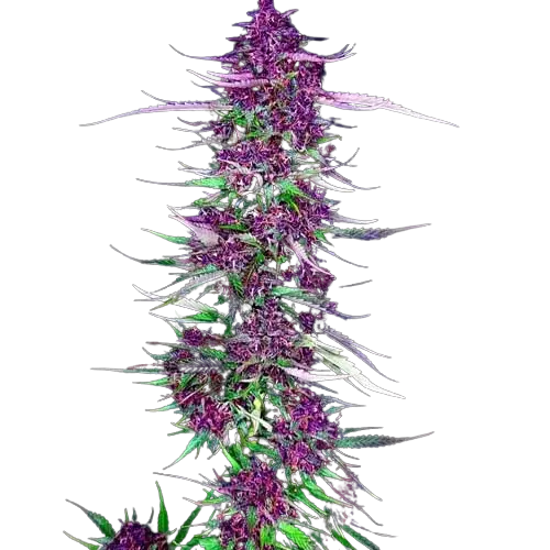 Purple Berry Cannabissamen-Verpackung — Royal King Seeds Deutschland