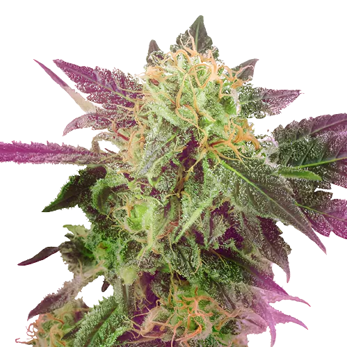 Purple Bubba Cannabissamen-Verpackung — Royal King Seeds Deutschland