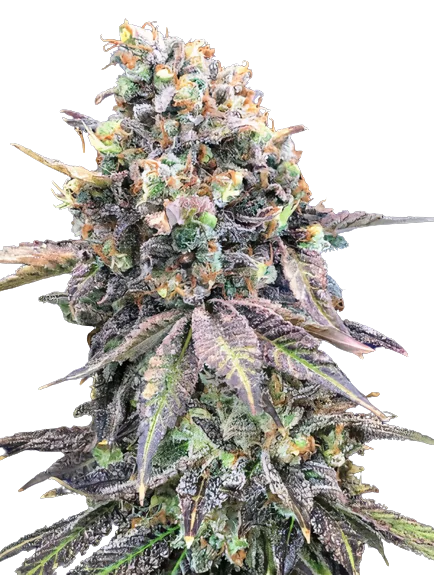 Purple Candy Cannabissamen-Verpackung — Royal King Seeds Deutschland