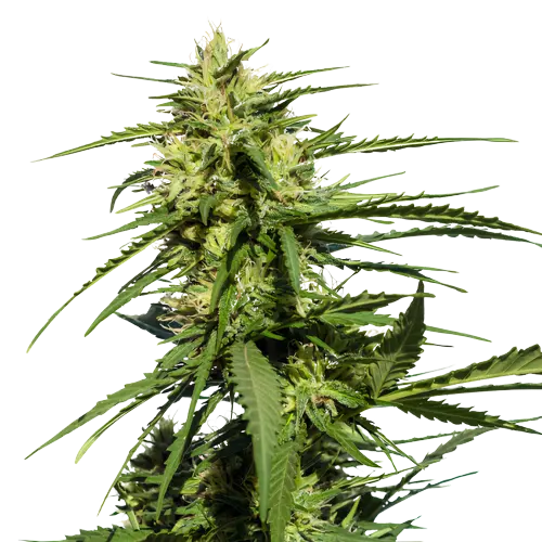 Purple Chemdawg Cannabissamen-Verpackung — Royal King Seeds Deutschland