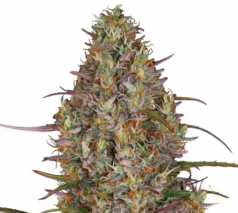 Purple Elephant Cannabissamen-Verpackung — Royal King Seeds Deutschland