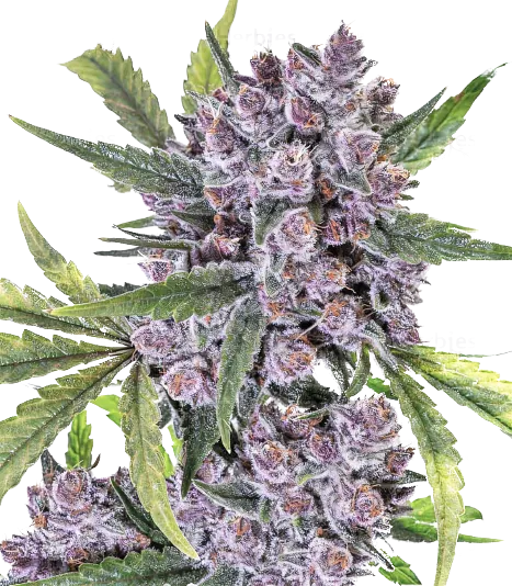 Purple Gorilla Cannabissamen-Verpackung — Royal King Seeds Deutschland