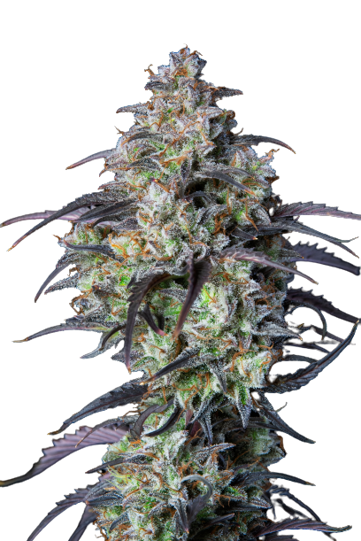 Purple Monkey Balls Cannabissamen-Verpackung — Royal King Seeds Deutschland