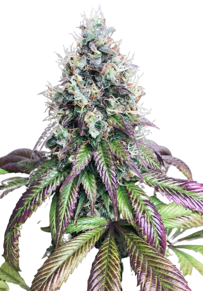 Purple Mr. Nice Cannabissamen-Verpackung — Royal King Seeds Deutschland