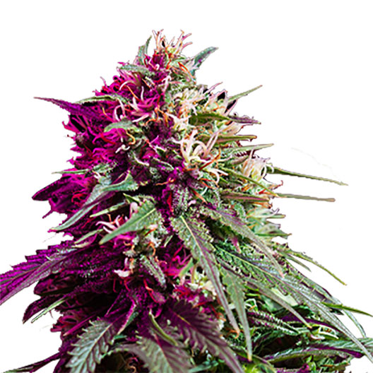 Purple Nepal Candy Cannabissamen-Verpackung — Royal King Seeds Deutschland
