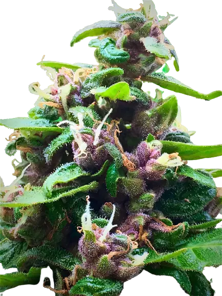 Purple Nepal Cannabissamen-Verpackung — Royal King Seeds Deutschland