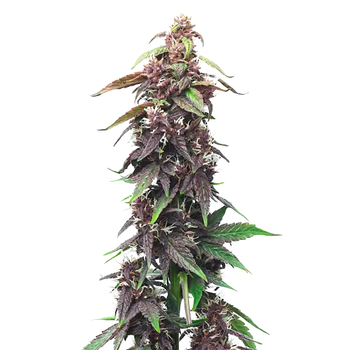 Purple OG Kush Cannabissamen-Verpackung — Royal King Seeds Deutschland