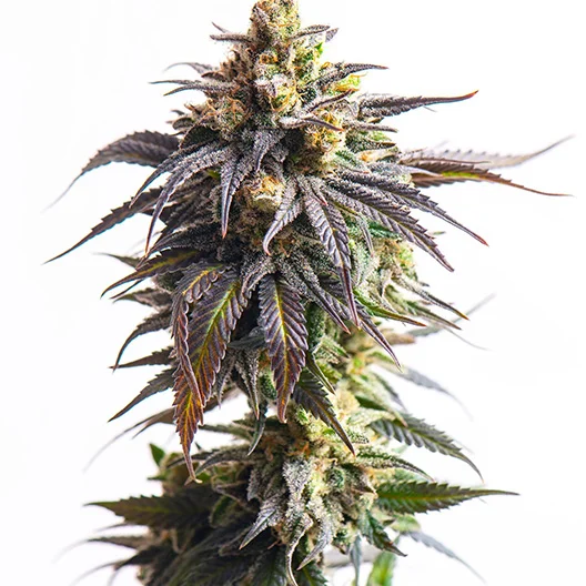 Purple Pantera Cannabissamen-Verpackung — Royal King Seeds Deutschland