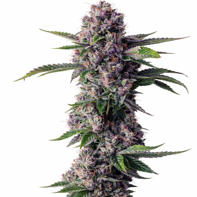Purple People Eater Cannabissamen-Verpackung — Royal King Seeds Deutschland