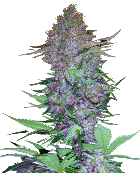 Purple Skunk Cannabissamen-Verpackung — Royal King Seeds Deutschland