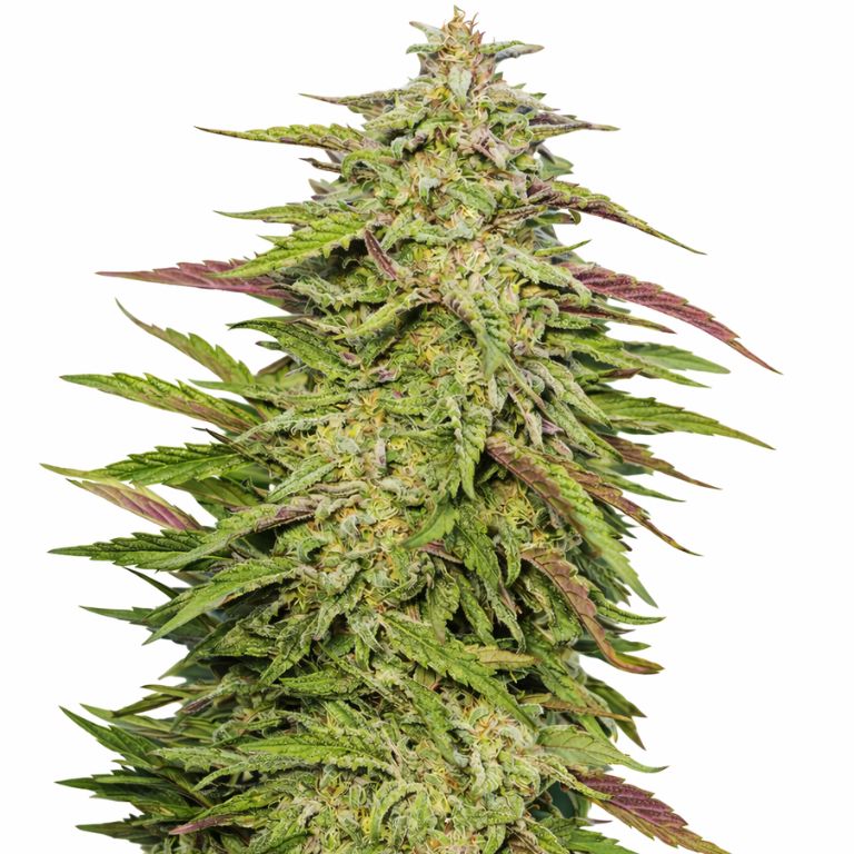 Purple Trainwreck Cannabissamen-Verpackung — Royal King Seeds Deutschland