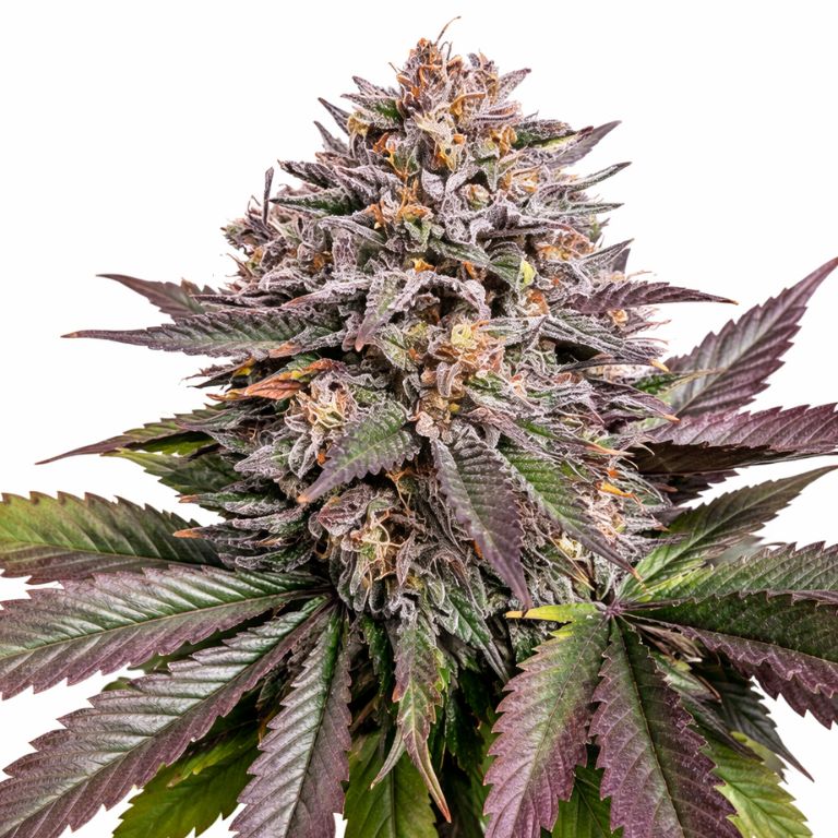 Purple Urkle Cannabissamen-Verpackung — Royal King Seeds Deutschland