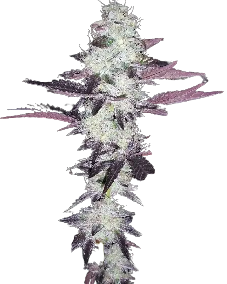 Purple Voodoo Cannabissamen-Verpackung — Royal King Seeds Deutschland