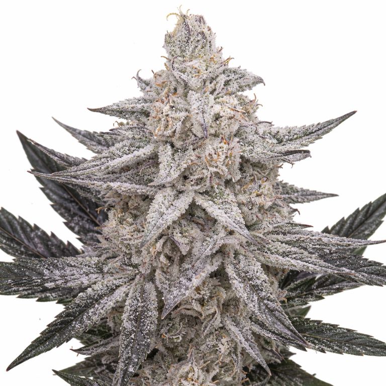 Quantum Kush Cannabissamen-Verpackung — Royal King Seeds Deutschland