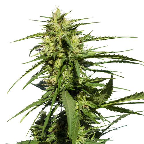 Querkle Cannabissamen-Verpackung — Royal King Seeds Deutschland