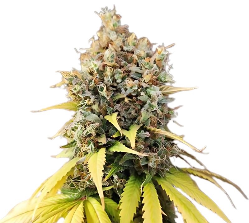 Quin-N-Tonic Cannabissamen-Verpackung — Royal King Seeds Deutschland
