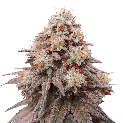 Rainbow Glue Cannabissamen-Verpackung — Royal King Seeds Deutschland