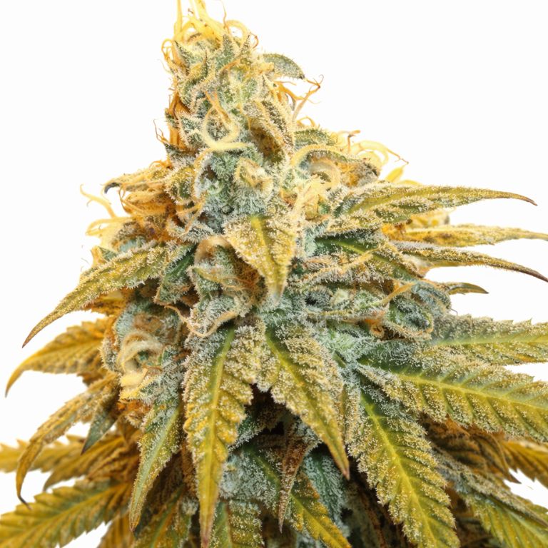 Rainbow Jones Cannabissamen-Verpackung — Royal King Seeds Deutschland
