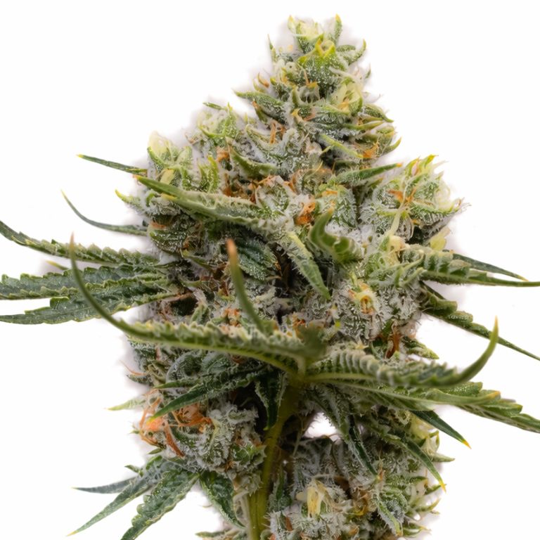 Raisinberry Cannabissamen-Verpackung — Royal King Seeds Deutschland