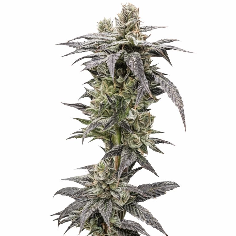 Rare Darkness Cannabissamen-Verpackung — Royal King Seeds Deutschland