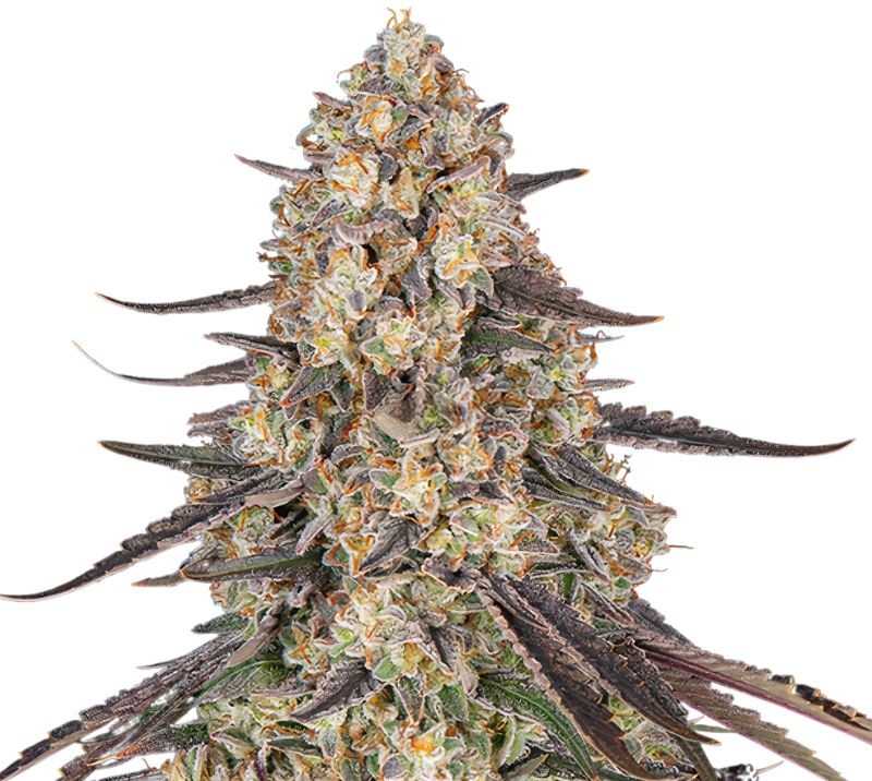 Raspberry Cough Kush Cannabissamen-Verpackung — Royal King Seeds Deutschland