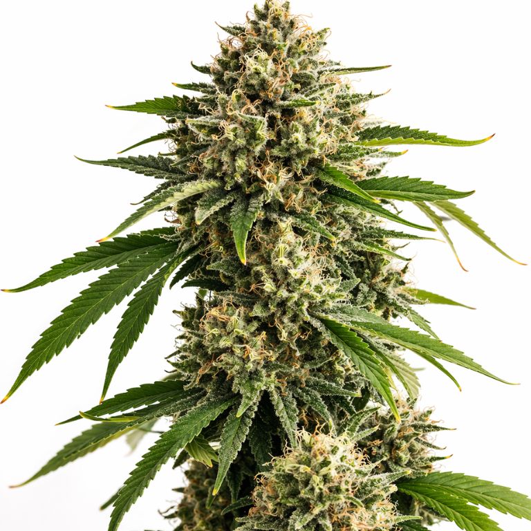 Recon Cannabissamen-Verpackung — Royal King Seeds Deutschland