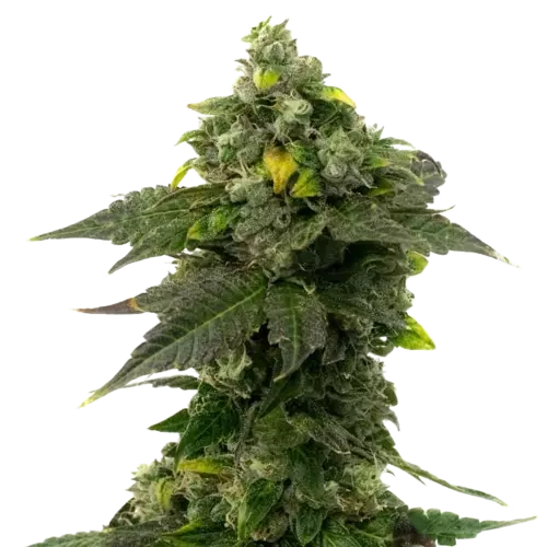 Red Bruce Cannabissamen-Verpackung — Royal King Seeds Deutschland