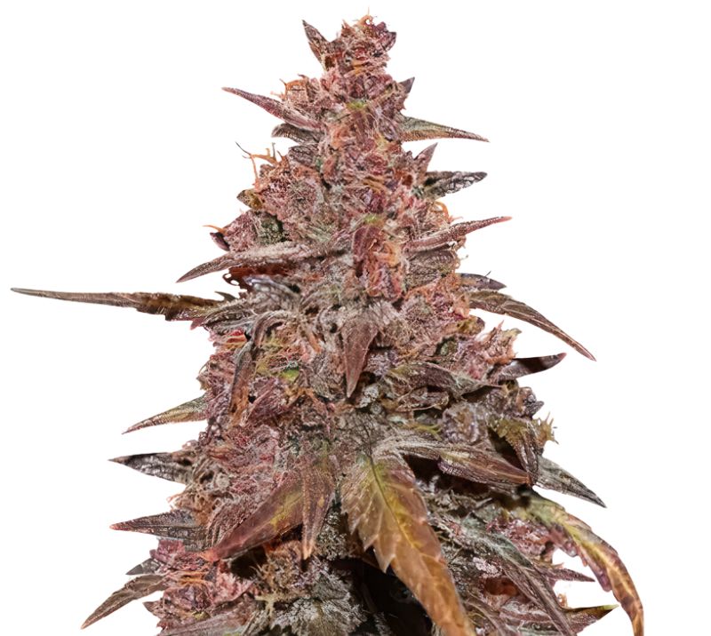 Red Congolese Cannabissamen-Verpackung — Royal King Seeds Deutschland