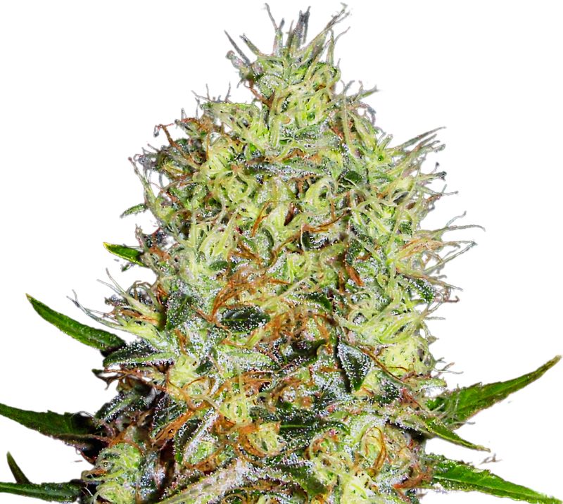 Red Dwarf Cannabissamen-Verpackung — Royal King Seeds Deutschland