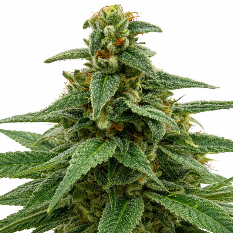 Red Headed Stranger Cannabissamen-Verpackung — Royal King Seeds Deutschland