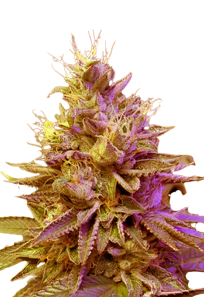 Redwood Kush Cannabissamen-Verpackung — Royal King Seeds Deutschland
