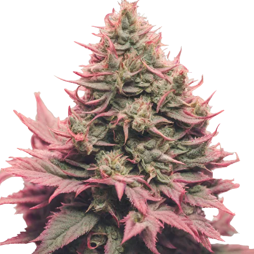Remo Chemo Cannabissamen-Verpackung — Royal King Seeds Deutschland