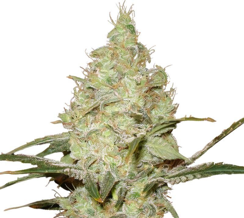 Reserve L.A.K. Federal Cannabissamen-Verpackung — Royal King Seeds Deutschland