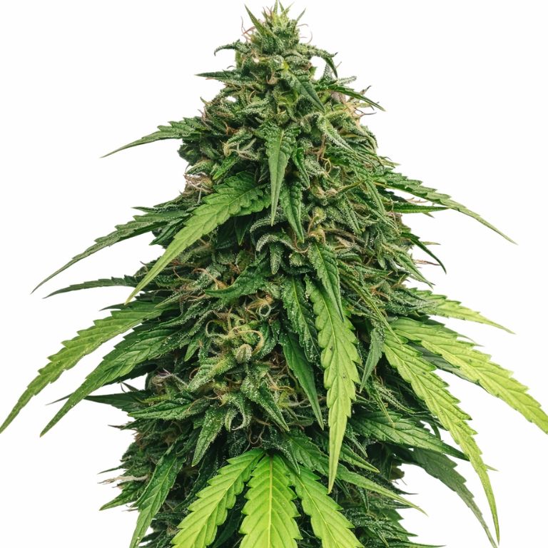 Ringos Gift CBD Cannabissamen-Verpackung — Royal King Seeds Deutschland